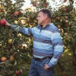 Jak dbać o sadzonki jabłoni?